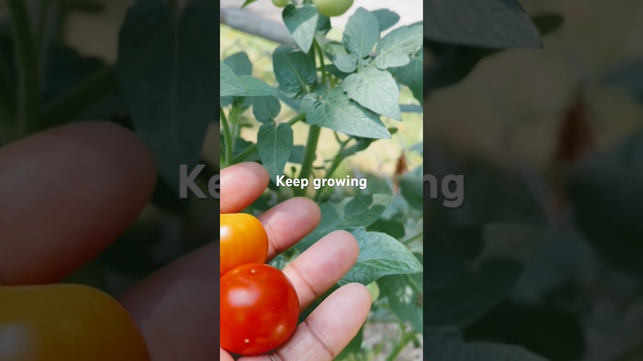 Don&rsquo;t Stop Grow Your Own Food | July Backyard Garden #zone7b #vegetables