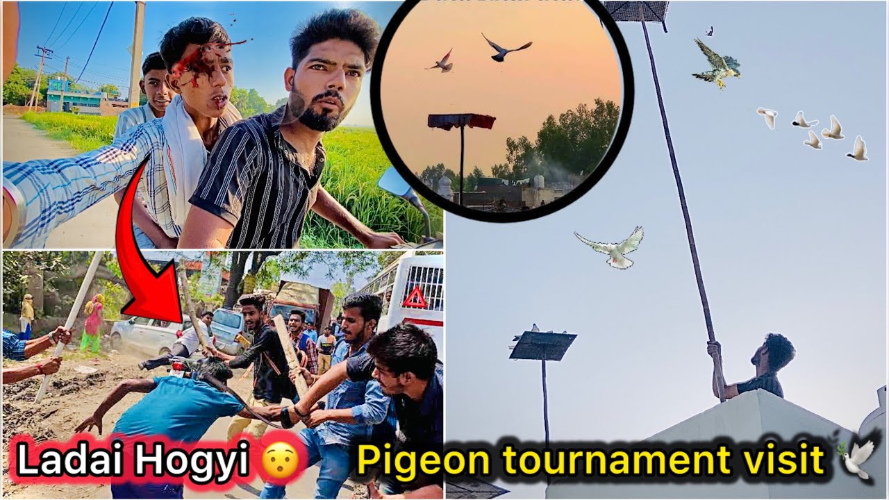Pigeon Tournament main Hogyi ladai 😮 || Eagle bazi se kabutar pkd liya 😡