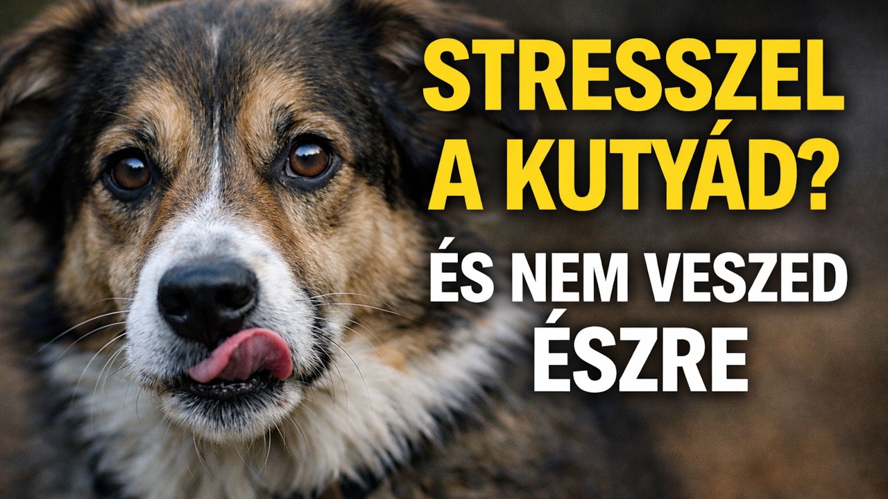 10 jel, hogy a kutyád stresszel – és te nem veszed észre
