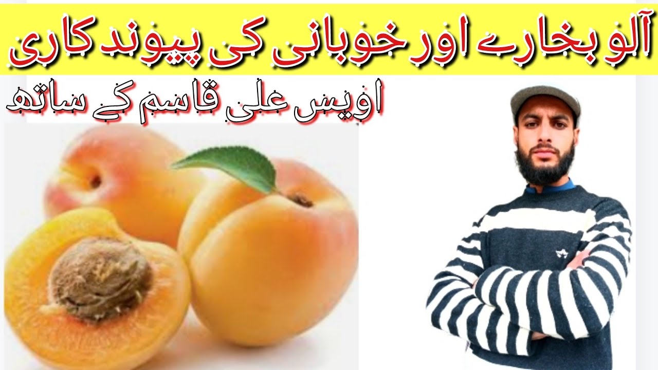 Most effective methods to graft an apricot tree / 1004