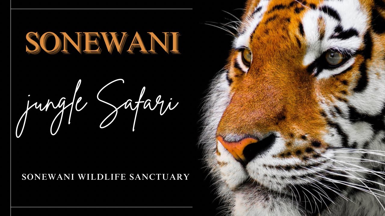 सोनेवानी वन्यजीव अभयारण्य कान्हा और पेंच टाइगर रिजर्व के बीच  मध्य प्रदेश के बालाघाट जिले में🐯🐅 