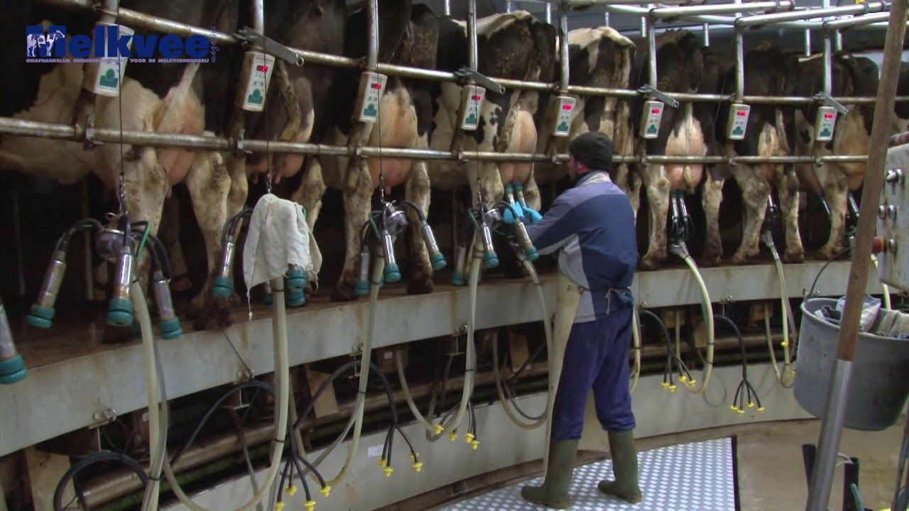 Bijzondere binnenmelker met individuele krachtvoerdosering - Melkvee.nl