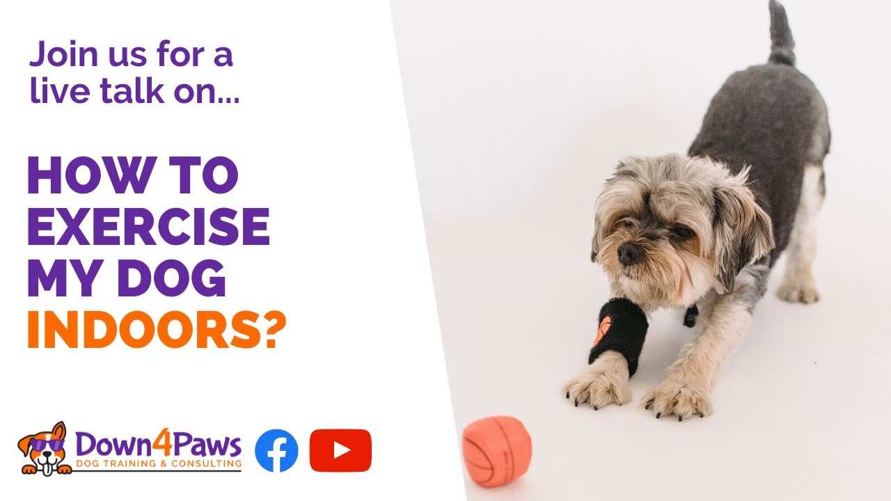 How to exercise your dog indoors