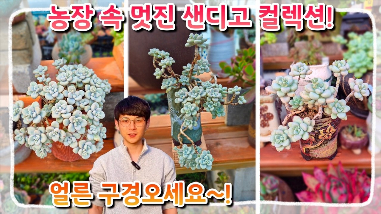 통통한 잎장! 멋진 목대! 매력 넘치는 다육식물 샌디고(엘렌) 컬렉션