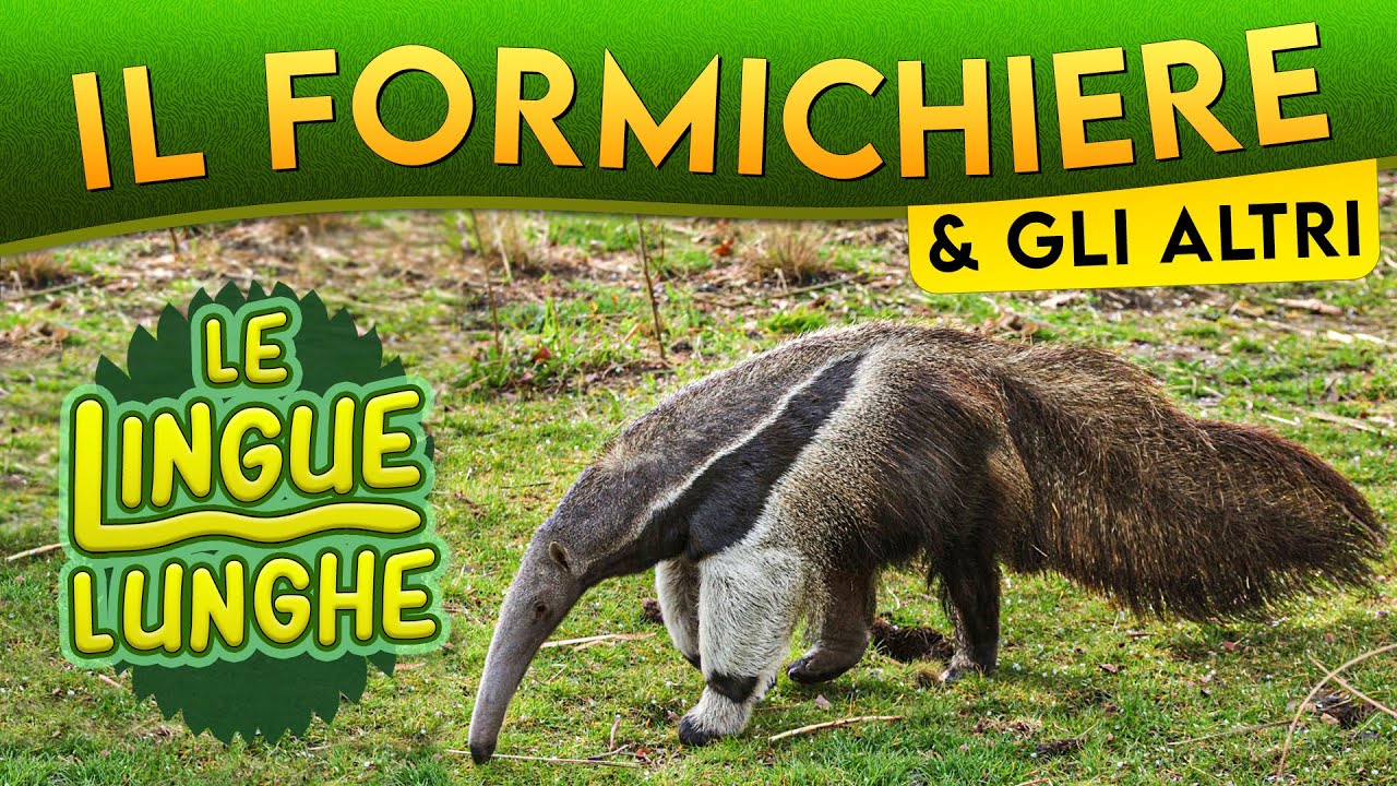 Il Formichiere & gli altri: le lingue lunghe ► Puntata 101