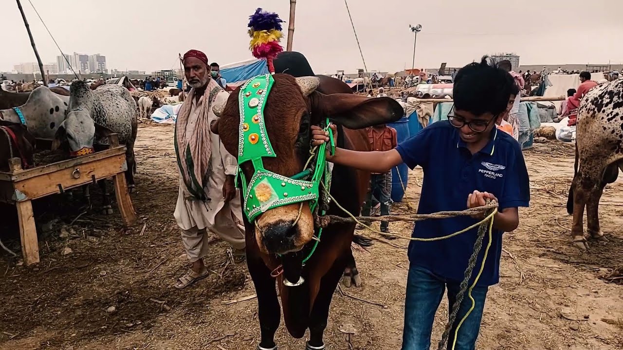 Finally ! I Bought A Cow 2019 | Karachi Cow Mandi 2019