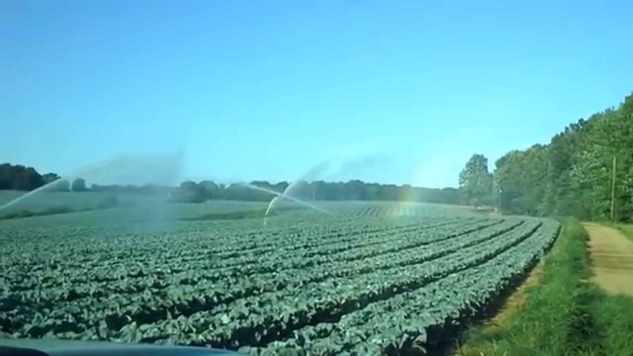 WATERING THE CABBAGE