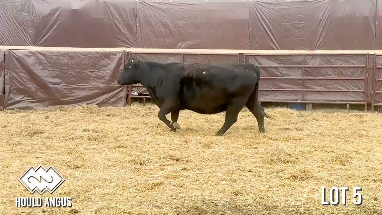 Lot 5 - Brkn Arrw Erica Lassie 7365B