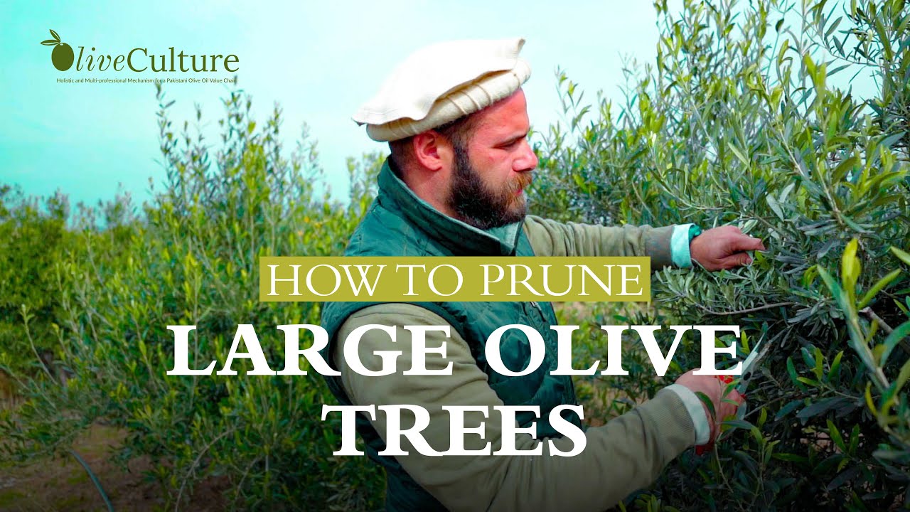How to Prune Large Olive Trees | OliveCulture
