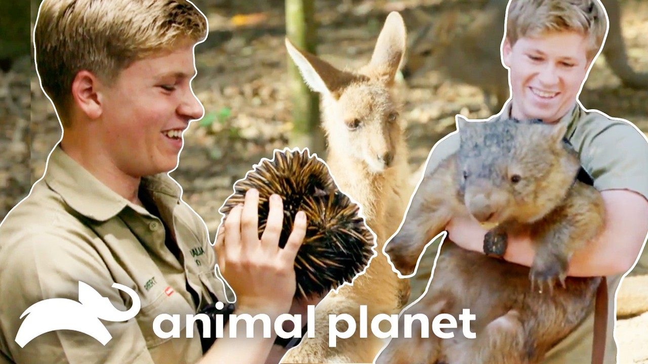 Robert Irwin's CUTEST Moments with Cute Animals | Crikey! It's The Irwins | Animal Planet