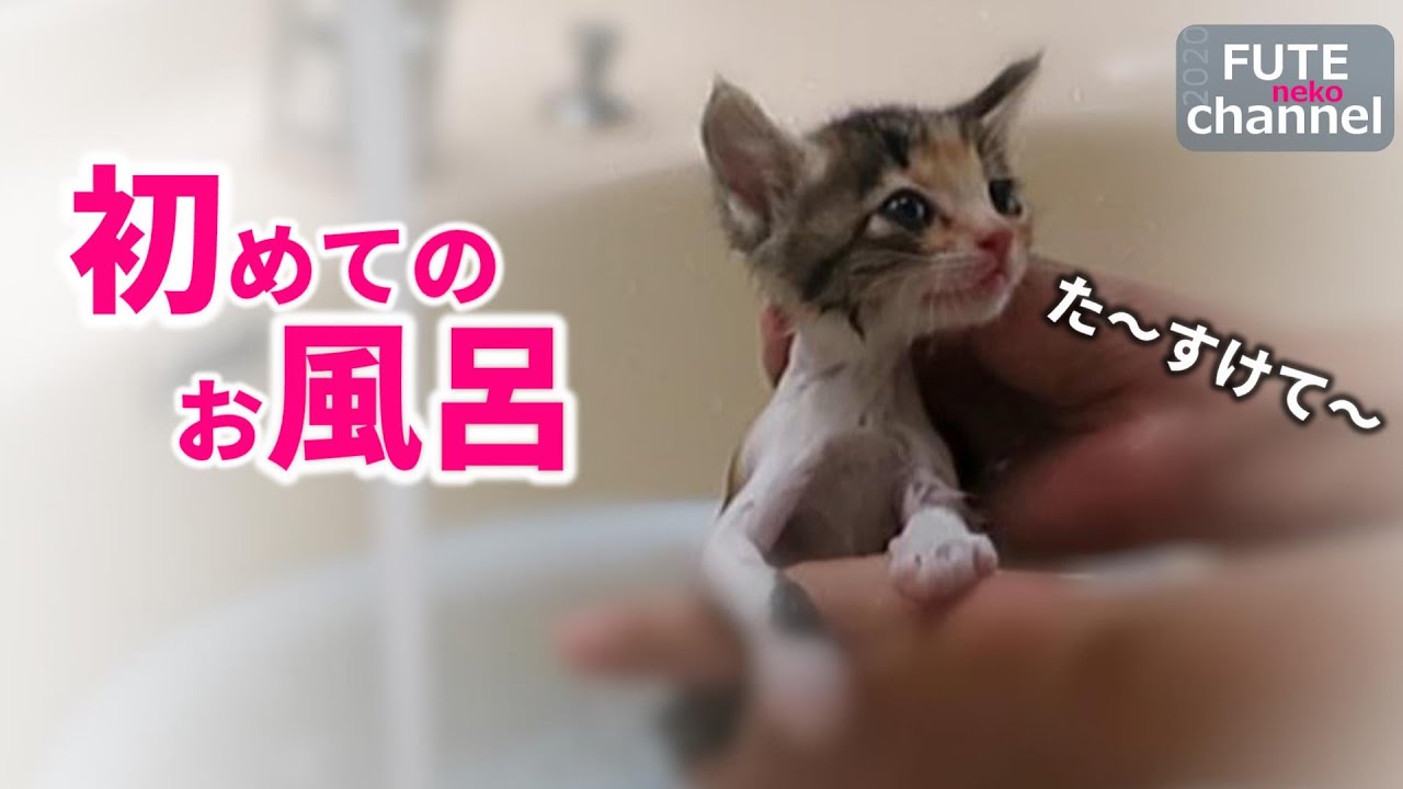 【生後21日目】初めてのお風呂に入ってみました。さく君が○○になっちゃた 驚【保護子猫】