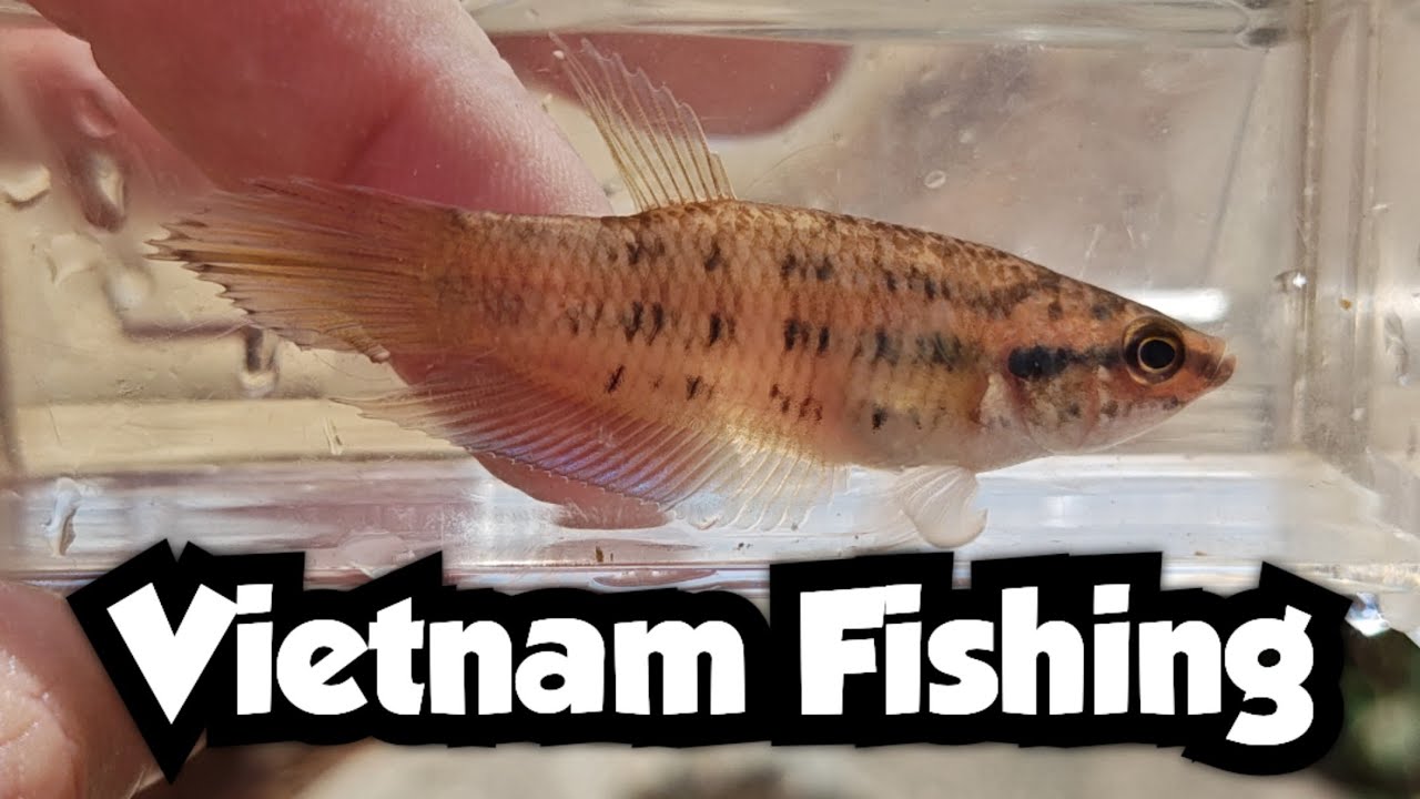 I Caught a New Betta Species | Prima Betta | Vietnam Fishing 🇻🇳