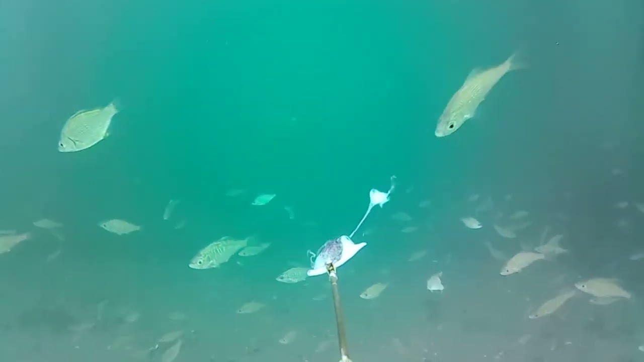 9/17/2024 Underwater Video Taken off Balboa Pier, CA