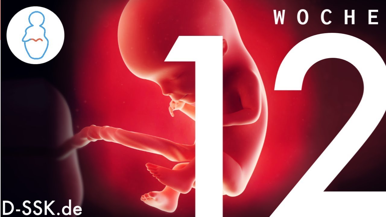 12. SSW / 12. Schwangerschaftswoche ✪ Das passiert mit Deinem Baby
