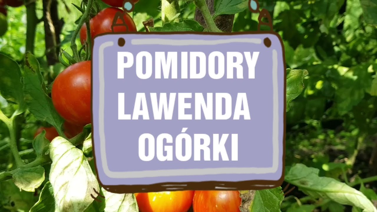 POMIDORY LAWENDA OGÓRKI