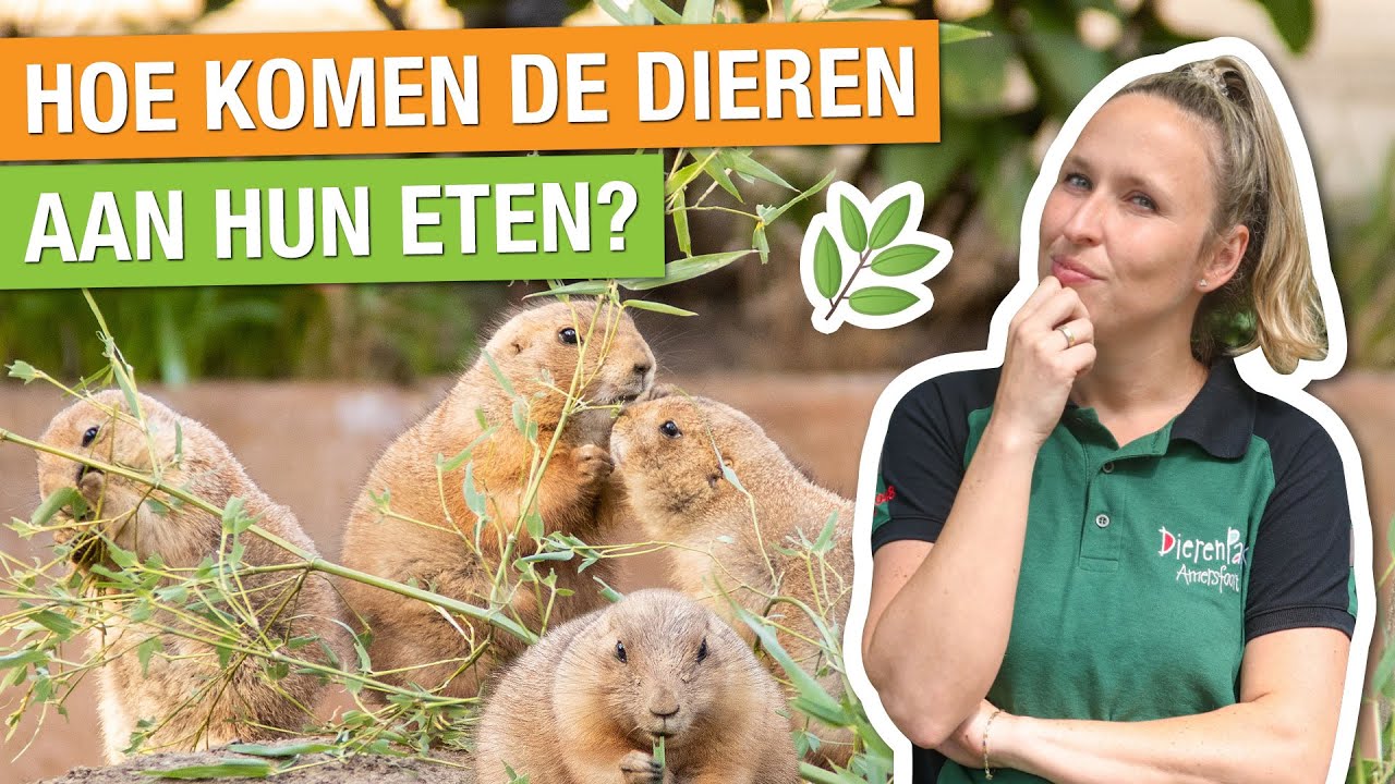 ZO MAKEN WIJ HET ETEN VOOR ONZE DIEREN! 🐒 | Carlijns Dierenvraag #31