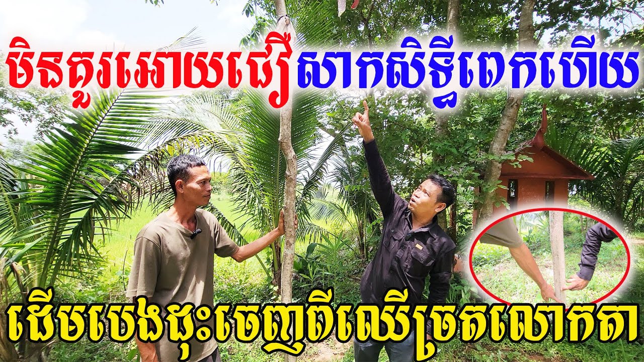 មិនគួរអោយជឿ សាកសិទ្ធពេកហើយ ដើមបេងដុះចេញពីរឈើច្រតតាធុតុង្គ!!!