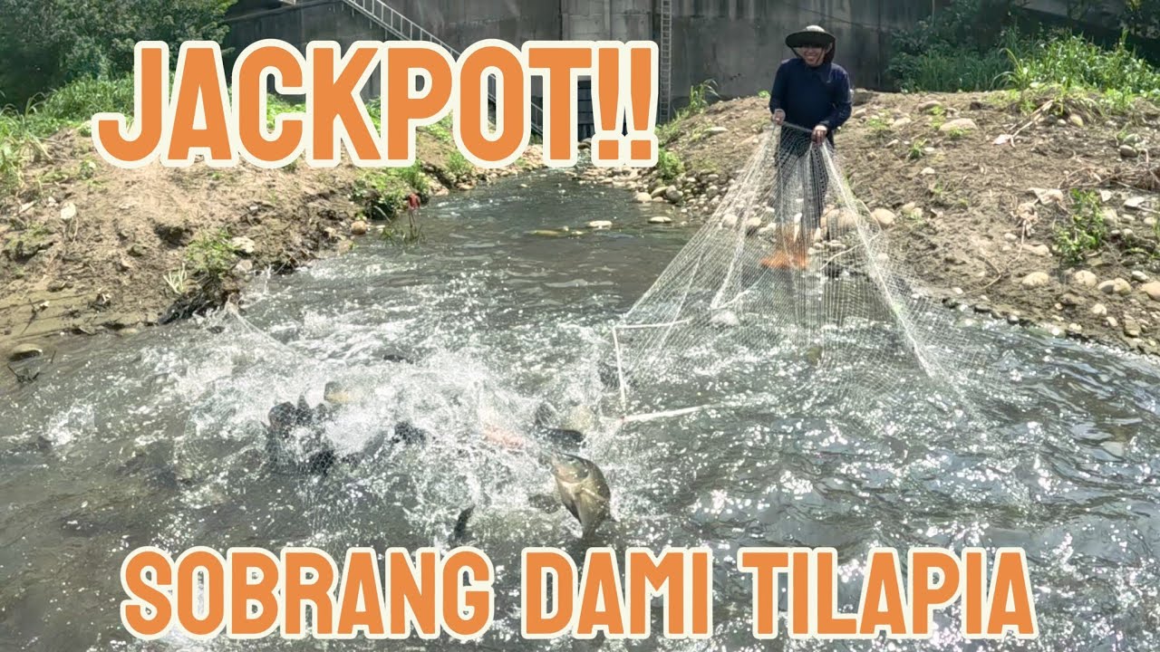 BAGONG SPOT! ISLA NG MGA TILAPIA PARANG FISHPOND SA SOBRANG DAMI