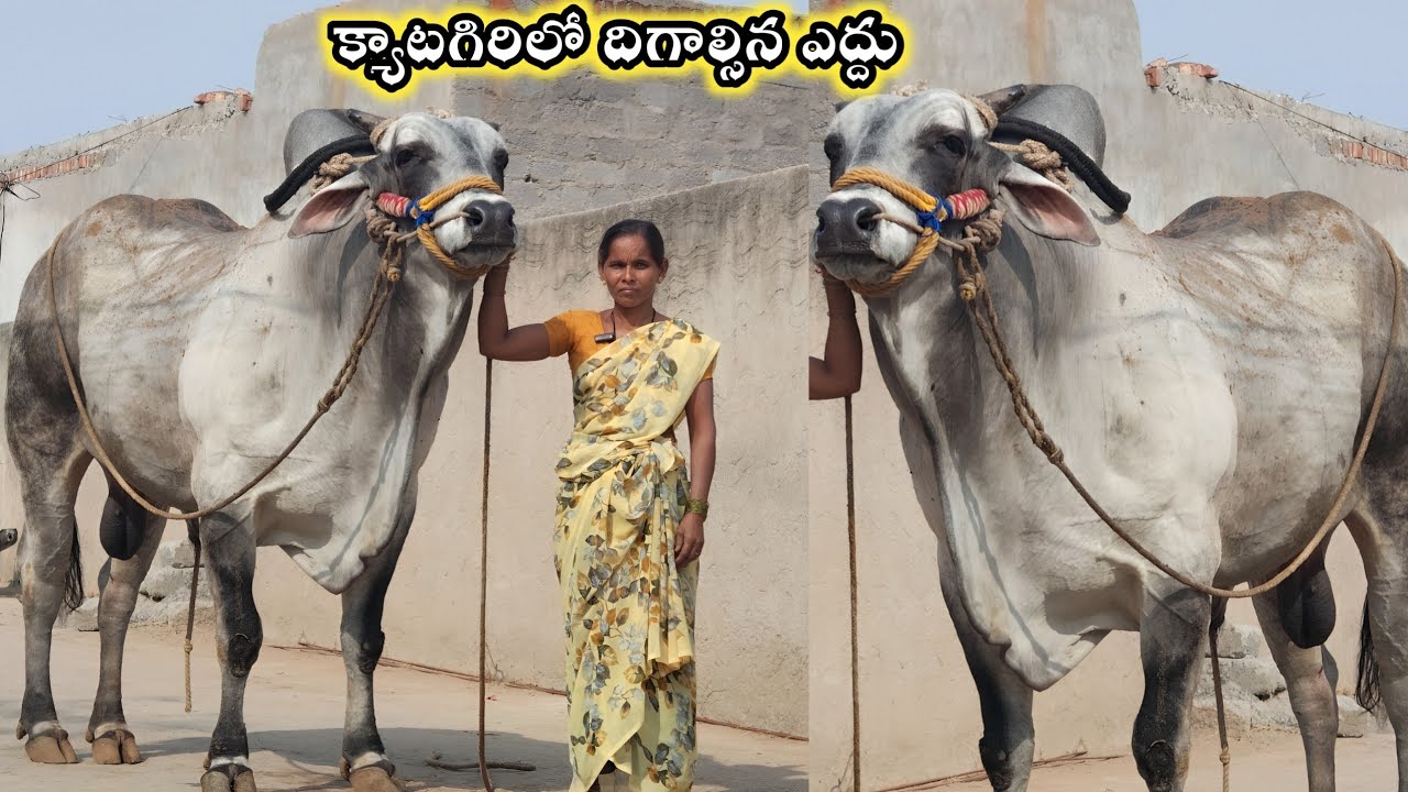 Jogulamba Gadwala Jilla Chinna Tandrapadu Ongole //9398299749 // Category Ongole Bulls