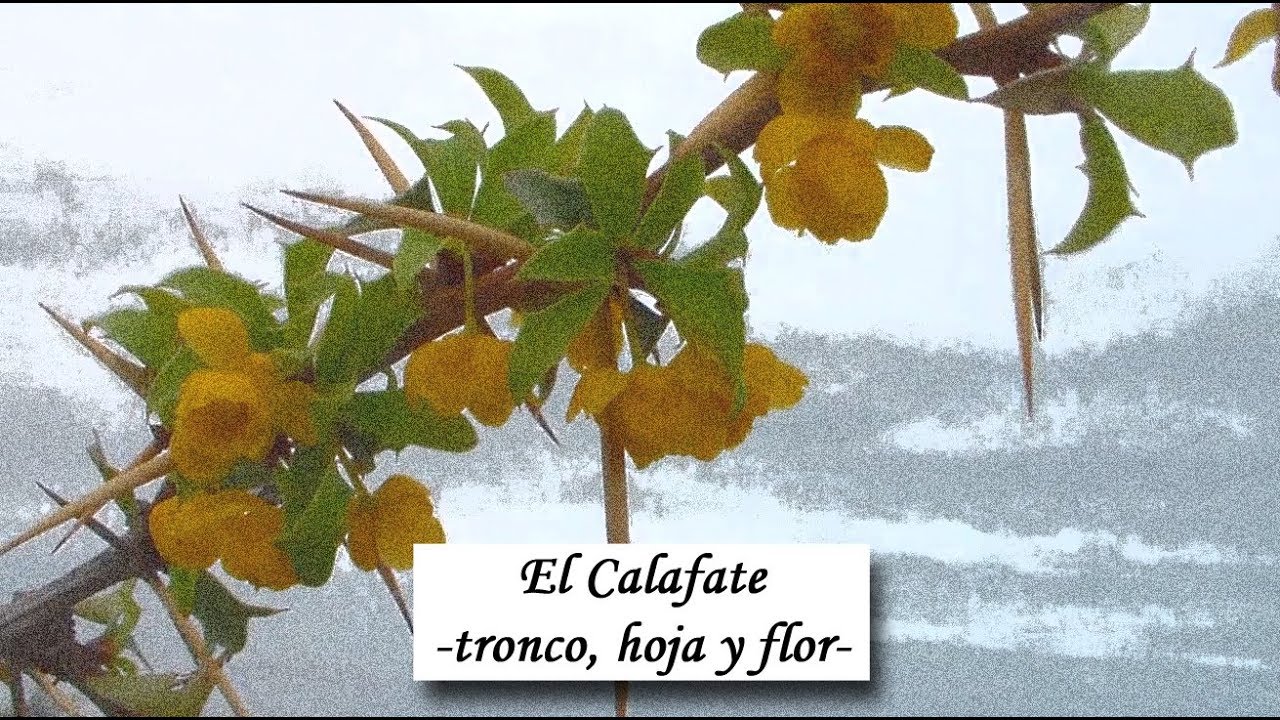 «El Calafate -tronco, hoja y flor 2019-»