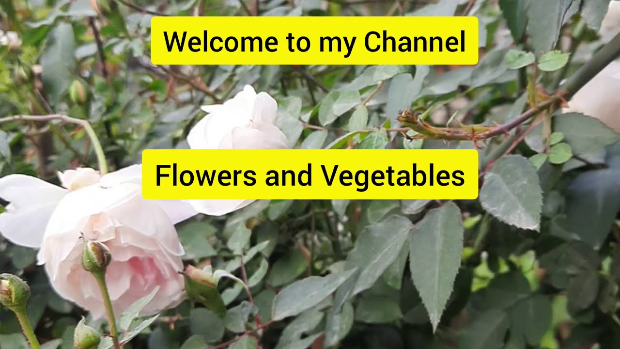 How to grow White rose plant.