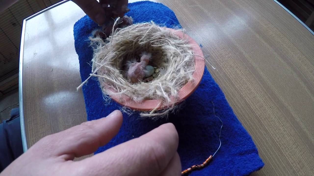 Jongen van Lizard kanaries ringen