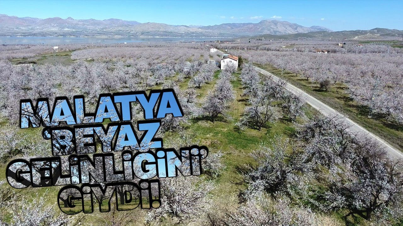 Çiçeklenen Kayısı Ağaçları İle Malatya Beyaza Büründü