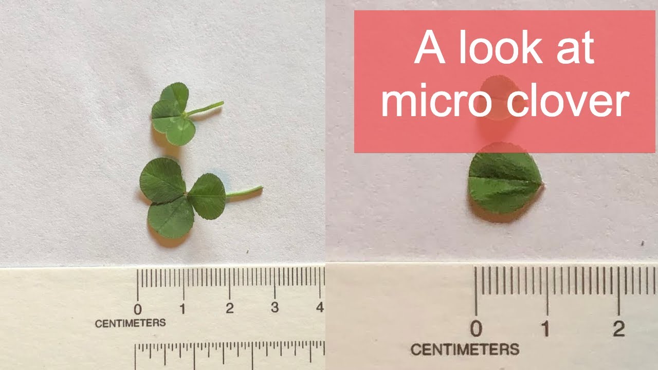 Should I add micro clover to my lawn?