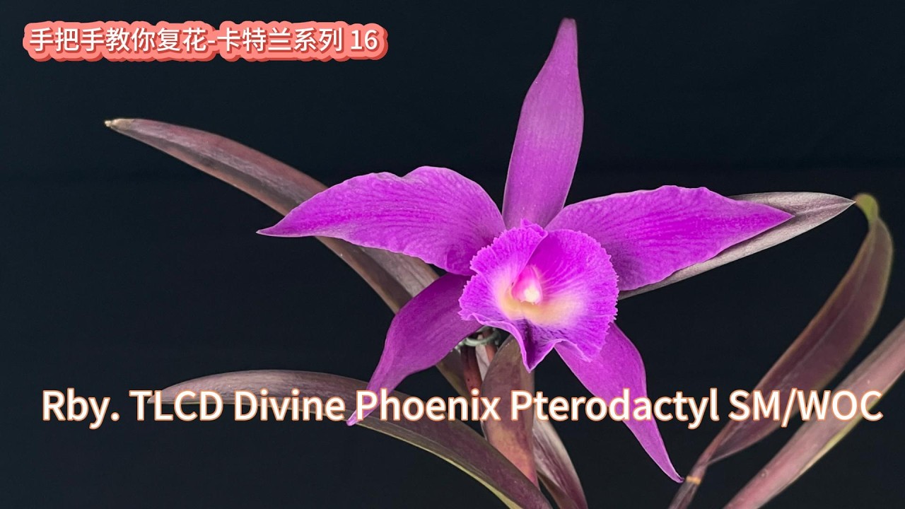 手把手教你复花-卡特兰系列 16 Rby. TLCD Divine Phoenix Pterodactyl SM/WOC 神凤 翼龍