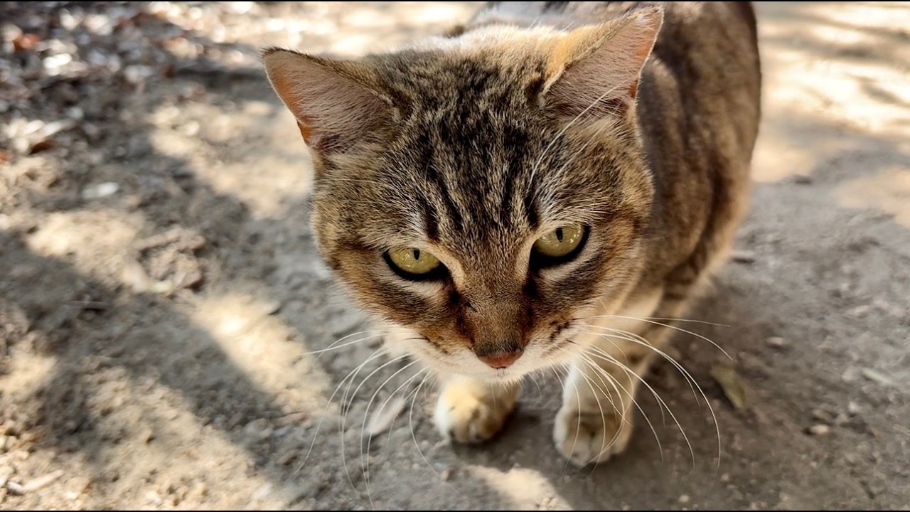 おしゃべり止まらない猫きなこの元へモナカも来てアウアウニャッ