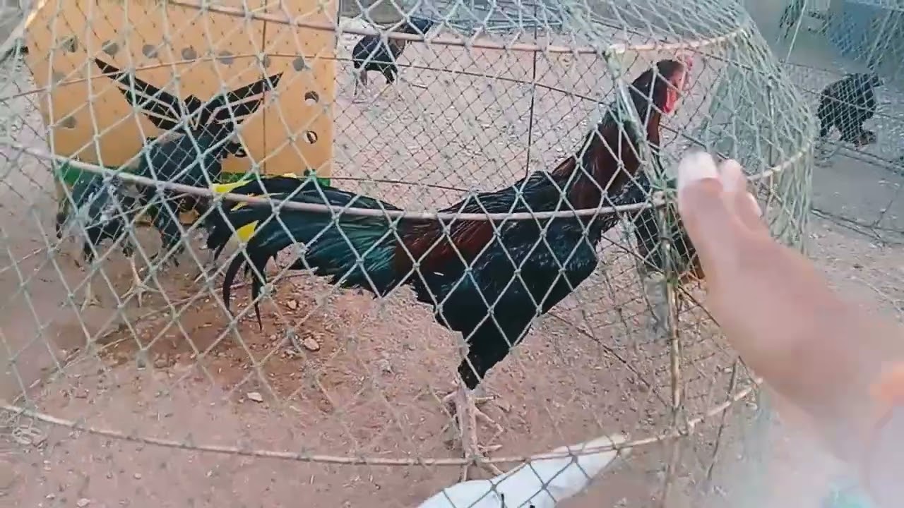 ไก่ออกเดินทางครับ