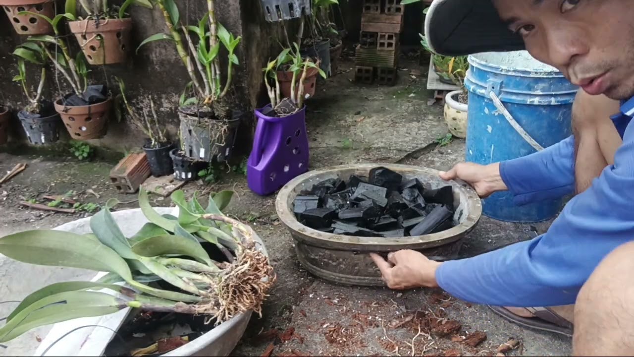 Trồng cát lan mới mua