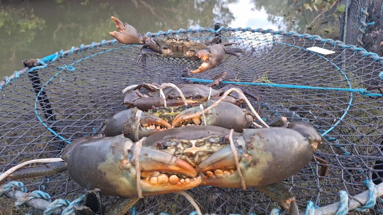 SEQ LAND BASE MUD CRABBING 