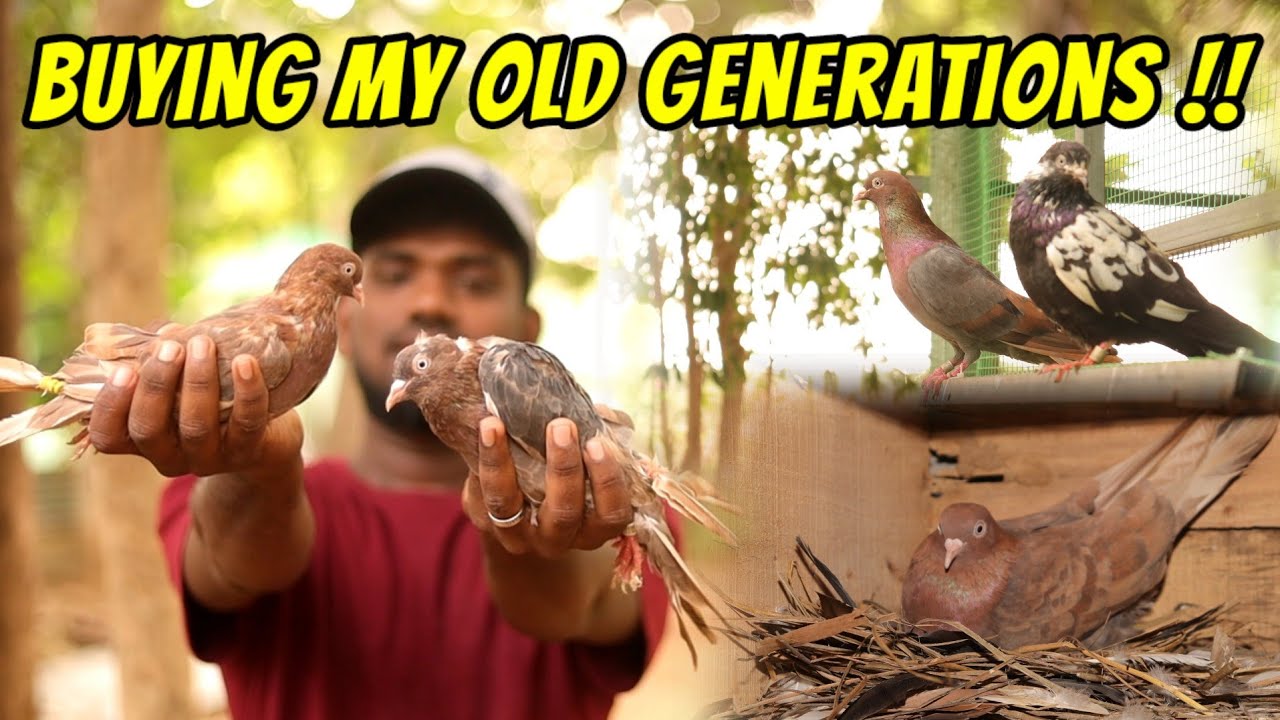 💥🕊️Buying My RED LINEAGE  Again | Pigeon Loft Updates