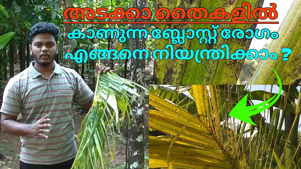 How to control blast disease in Arecanut seedlings...||How to prevent Blost Fungicide|| #Arecanut