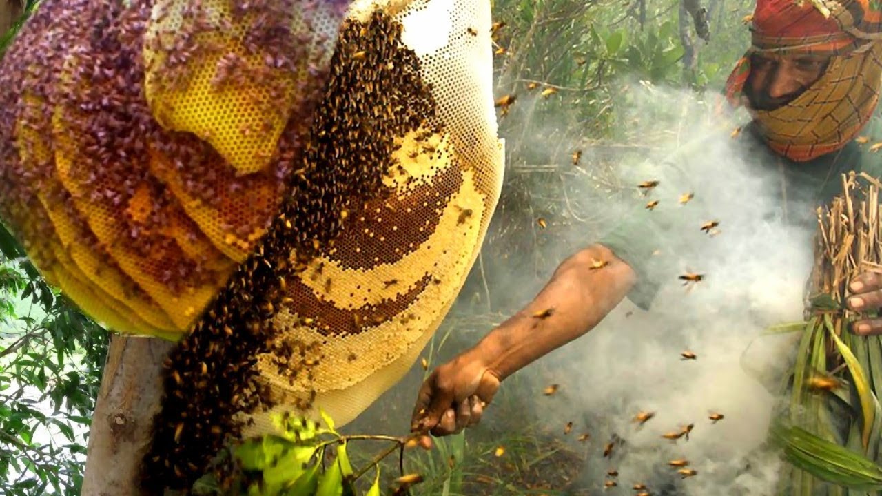 Primitive Technology: Amazing Find Giant HoneyBee For Food In The My Village।