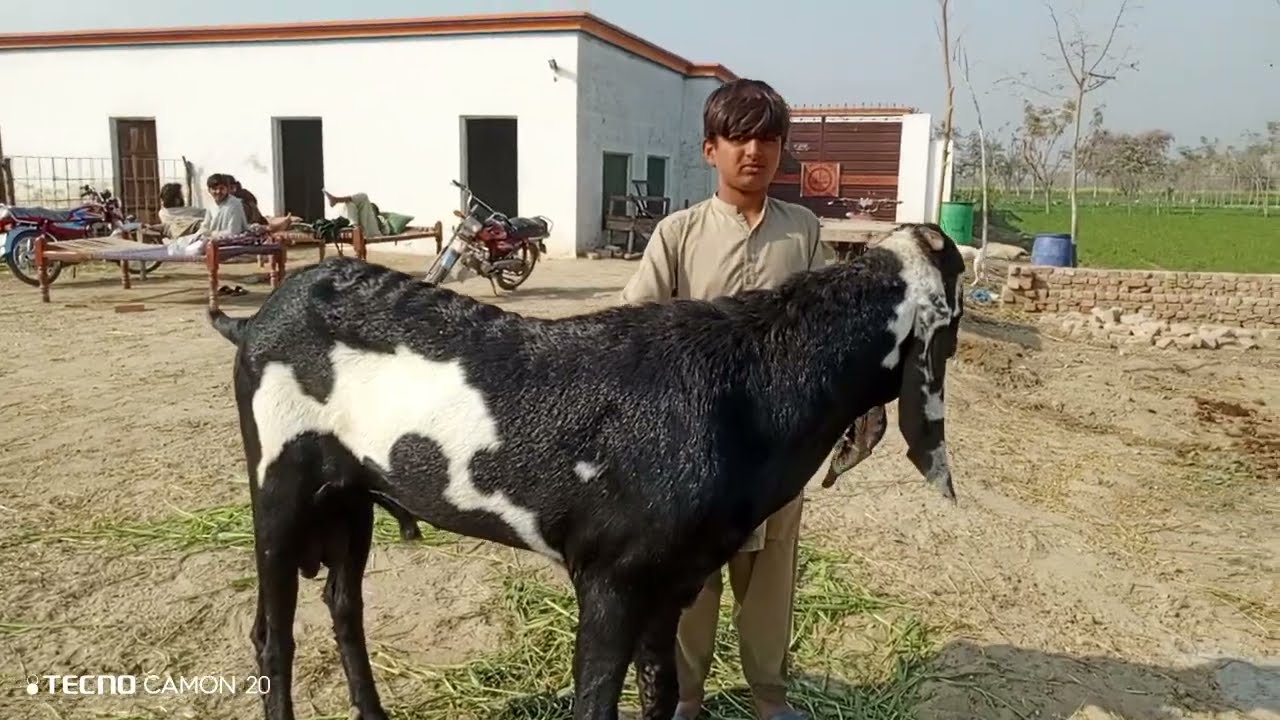 1180 milking goat breed/03456958335#beetalgoat 