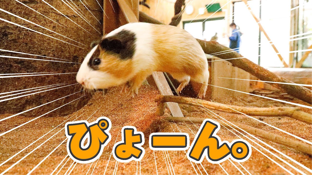 大量のモルモットがみんなでジャンプ！？【知られざる生体】Guinea pig athletics