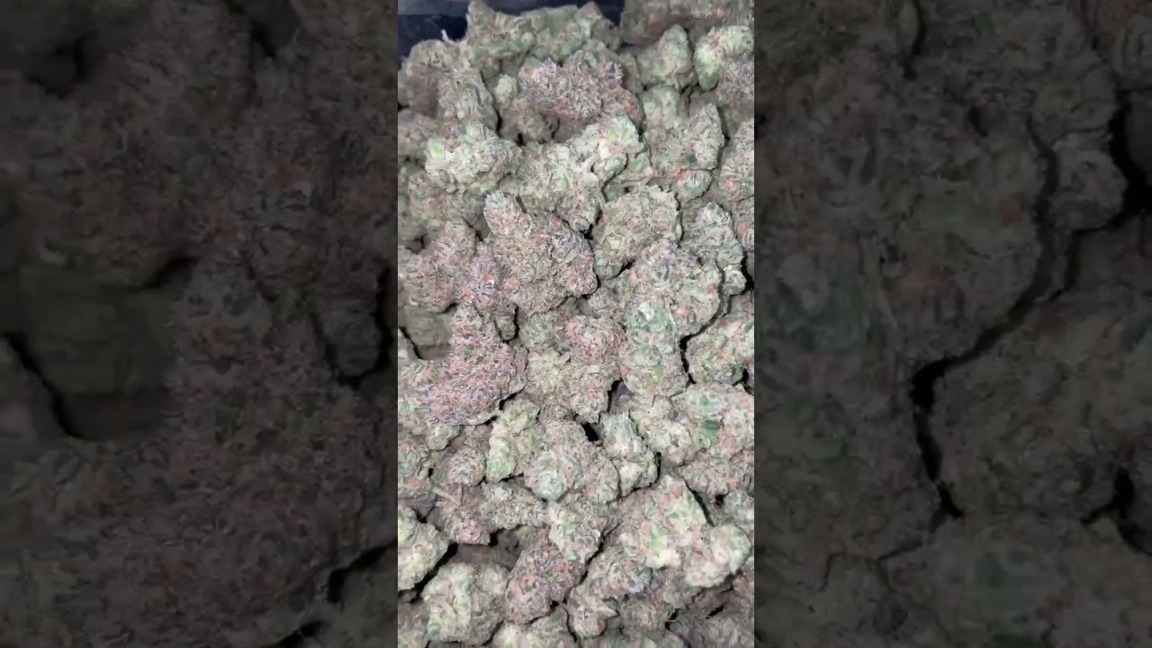 gelato og