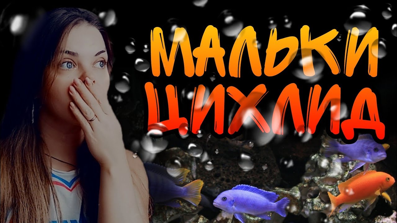 Мальки цихлид в общем аквариуме! Что делать???
