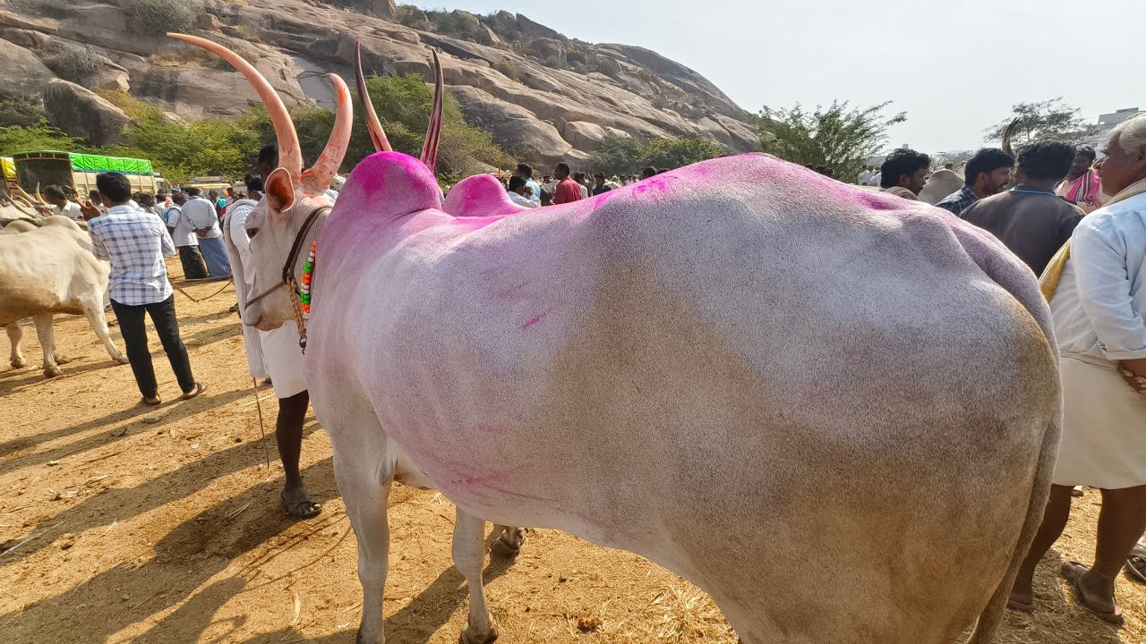 Big size dheshiya Seema bull's video | Adoni friday Bull's Market letest Oxe's video's 