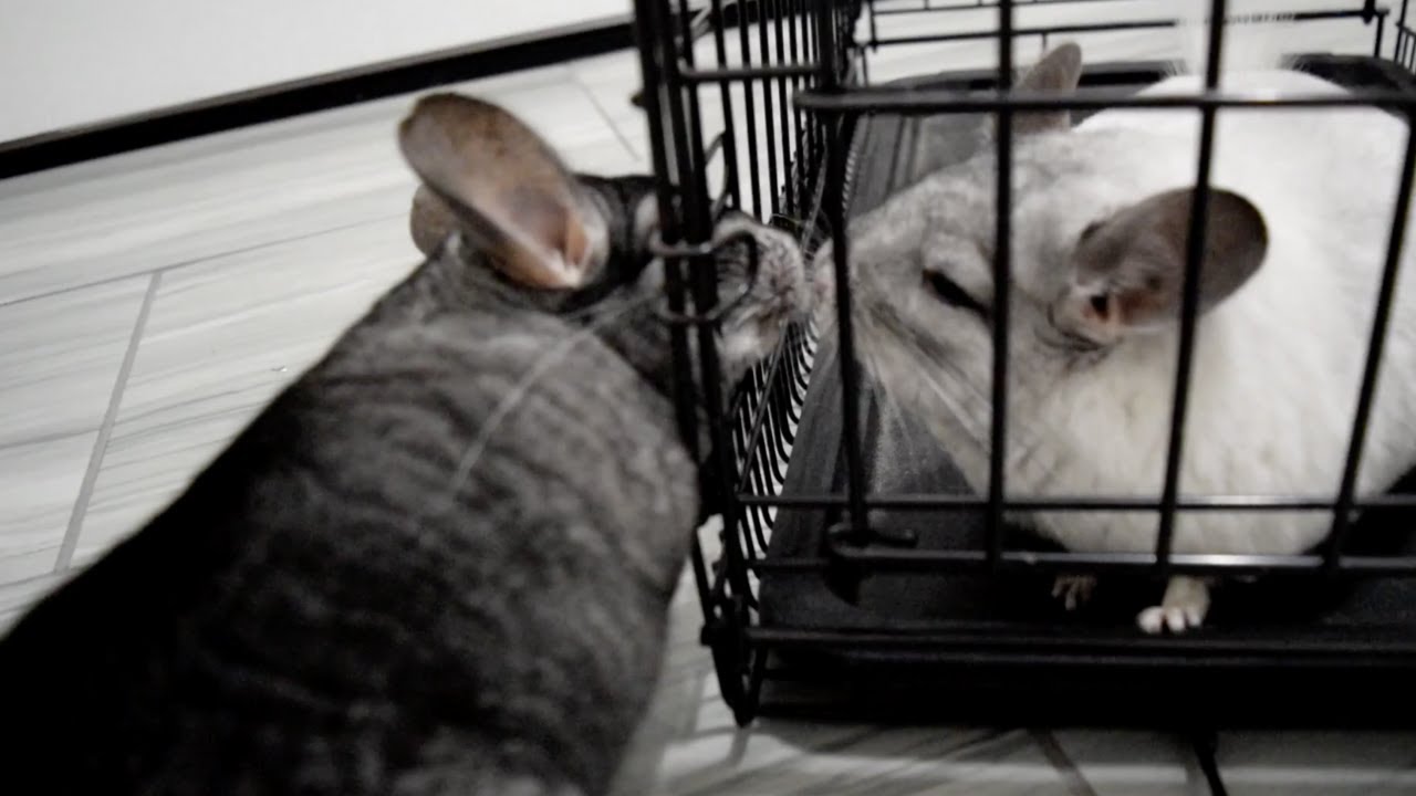 Chinchillas Meet For The First Time...