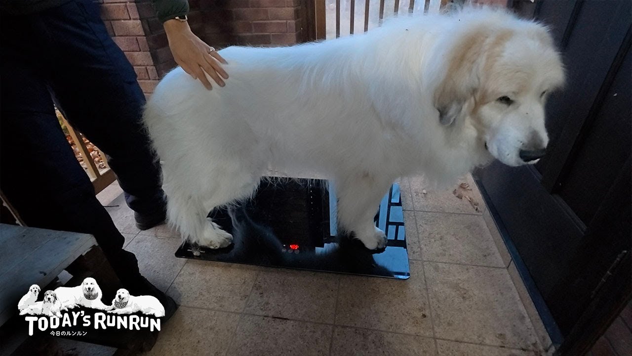 健康のため体重管理をこまめに行うようにしたアランです　Great Pyrenees　グレートピレニーズ