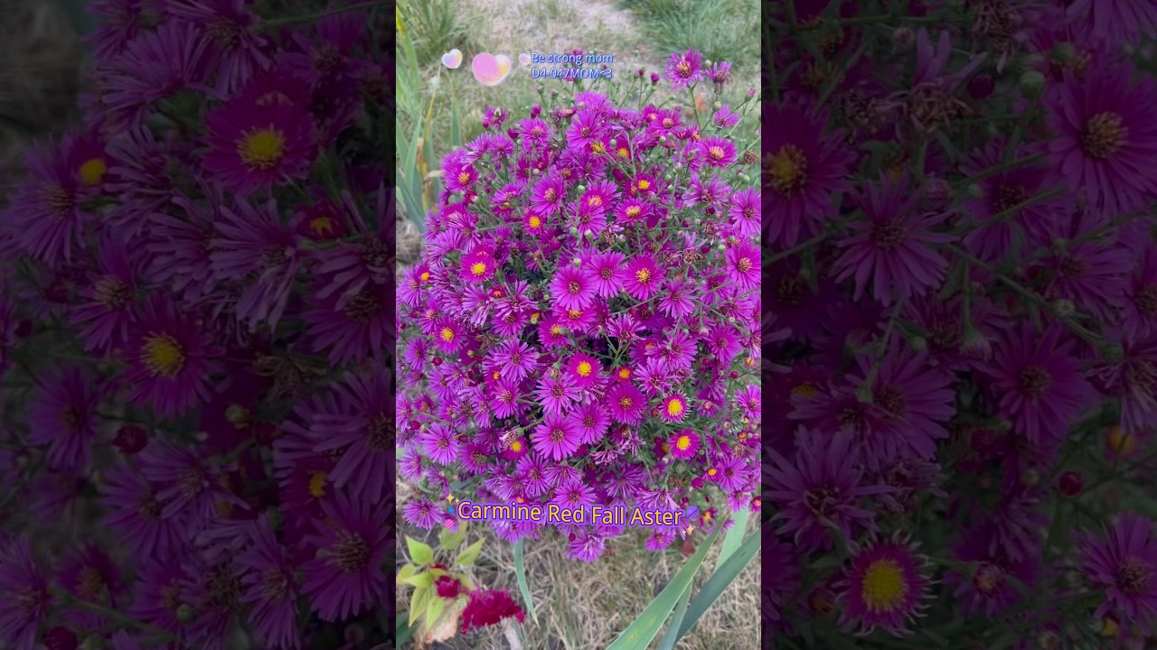 Beautiful Carmine Red Fall Aster gives you color well season into fall.