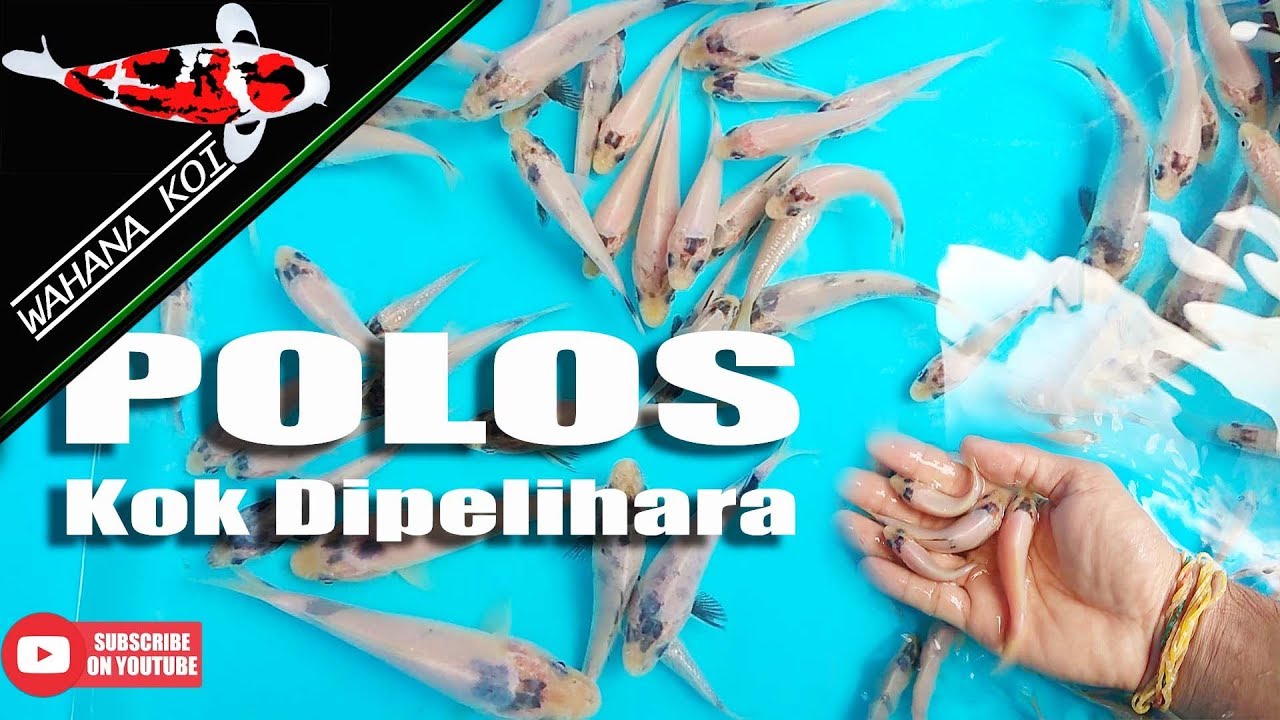 Ikan Koi Polos Kok Dipelihara @ Wahana Koi Blitar