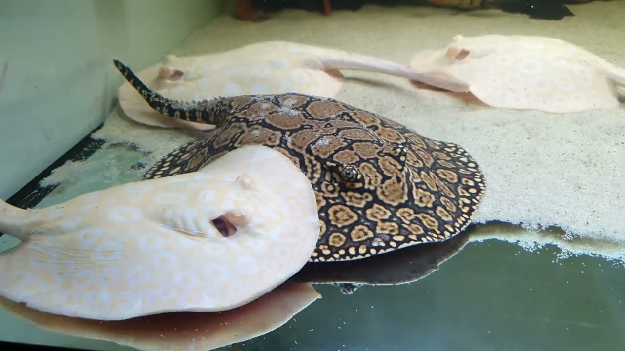 Stingrays (Potamotrygon)
