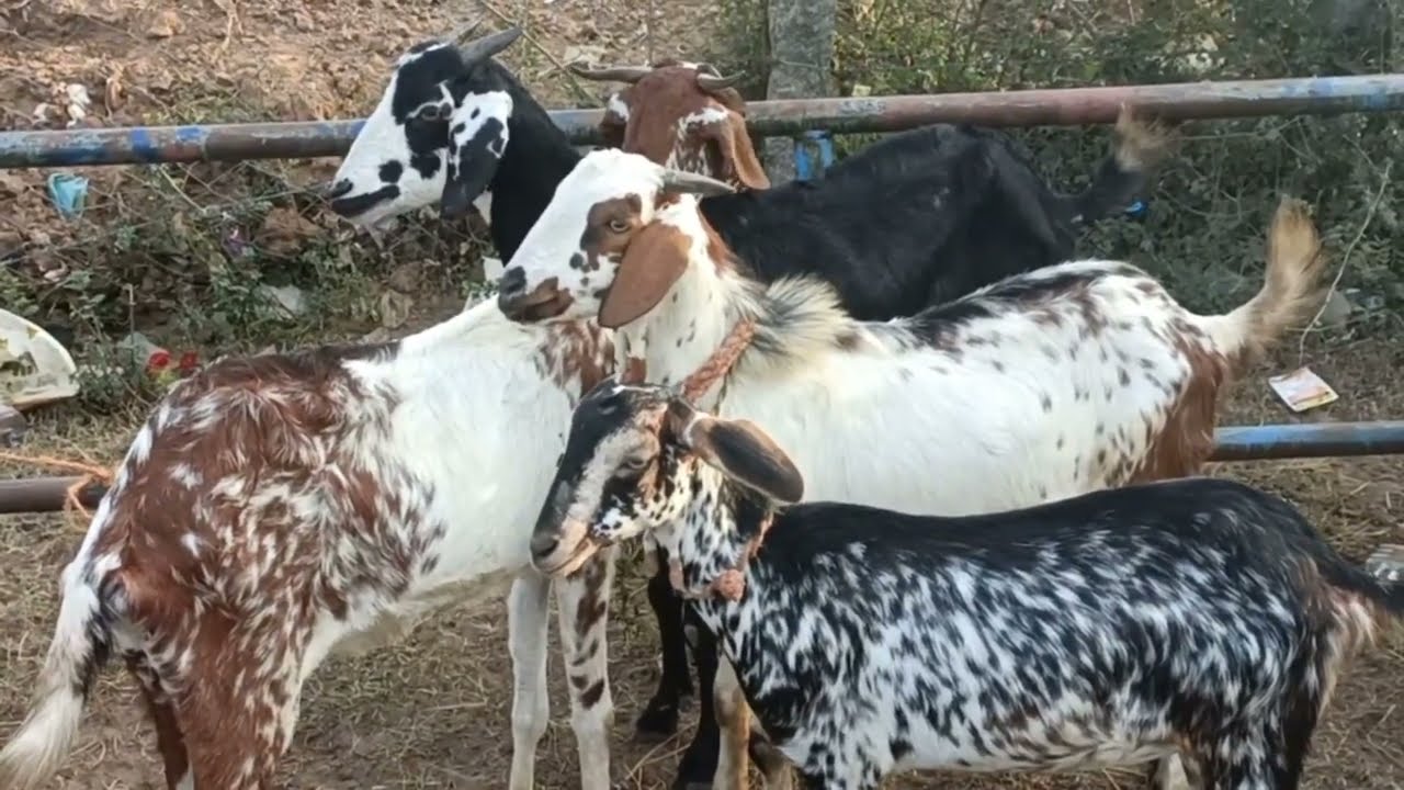 மீன்சுருட்டி ஆட்டு சந்தை,கொடி ஆடு, நாட்டுஆடு,செம்மறிஆடு|meensurutty goatmarket