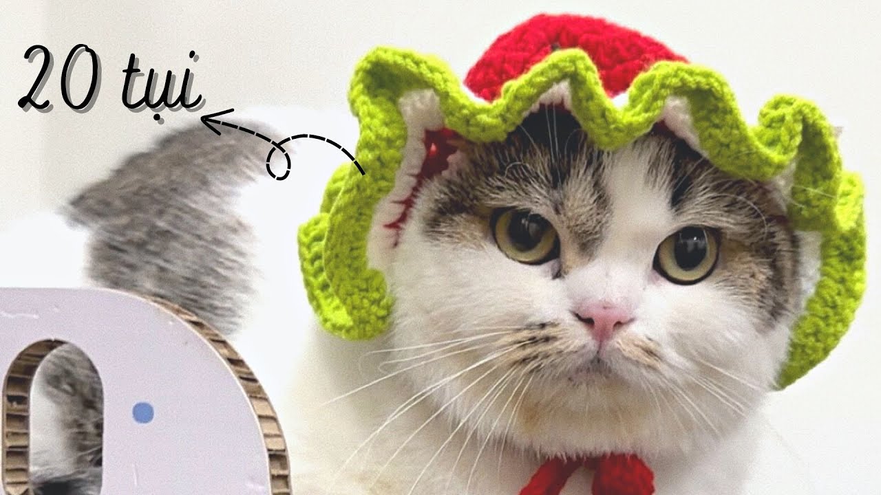 Meowisthebest - Tính Tuổi Mèo Theo Tuổi Người