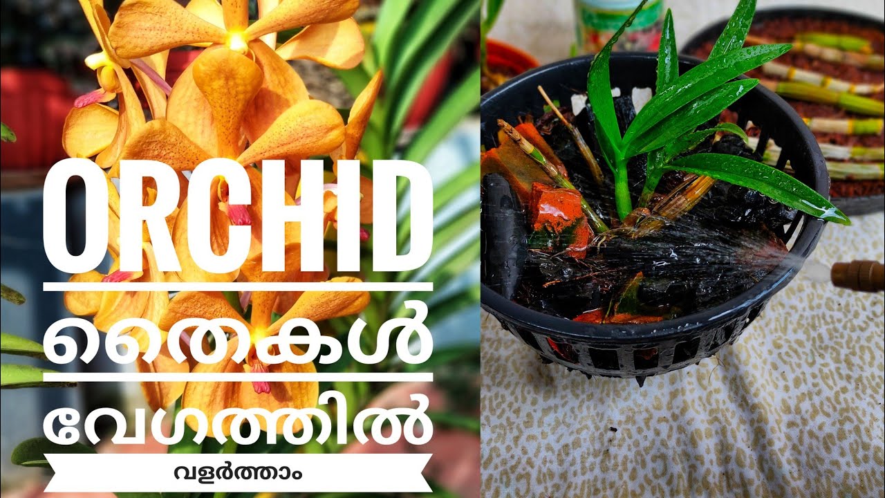 ORCHID FERTLIZERS || FAST GROWING ORCHID IDEAS AND TIPS  || ORCHID FERTILIZERS MALAYALAM