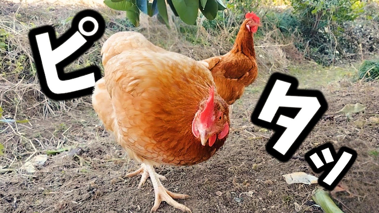 突然ピタッ…あかねとこがね、異変を察知!?【ニワトリ飼育】#105
